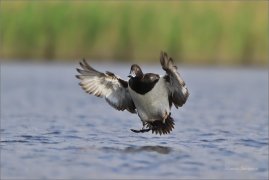 <p>Polák chocholačka (Aythya fuligula) –--- /Tufted duck – Reiherente/</p>